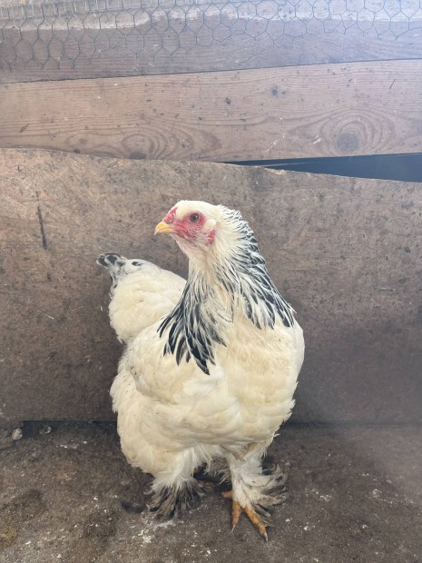 Brahma es Australorp tyuk elado