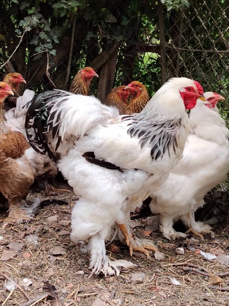 Brahma Tyuk Tartasa