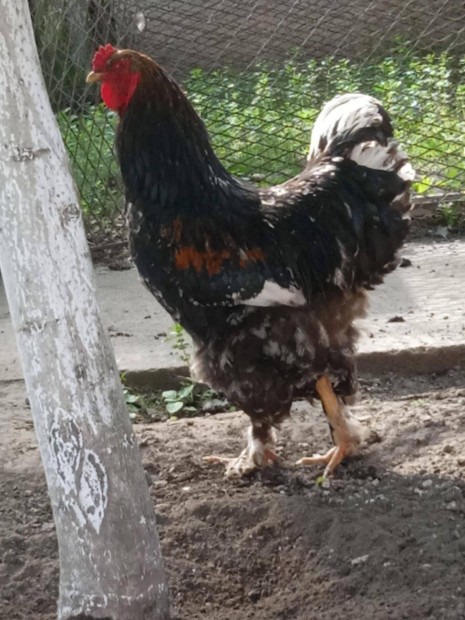 Brahma kakasok eladk!