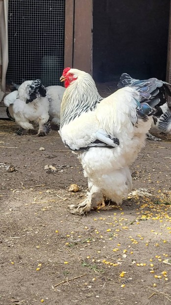 Brahma kakasok s tykok eladk (1 vesek) Kiskunflegyhzn.