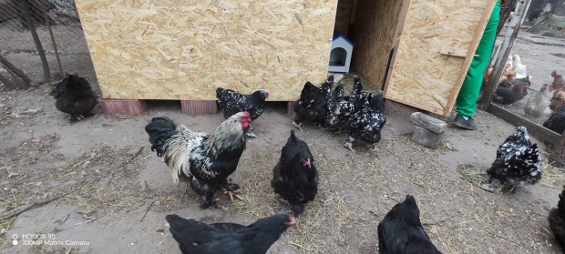 Brahma ty�kok �s nem rokon kakasok elad�k