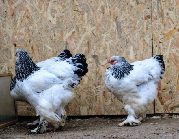 Brahma tykok kltzni szeretnnek
