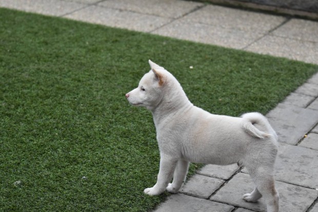 Bravados Kennel Shiba Inu fija gazdijt keresi