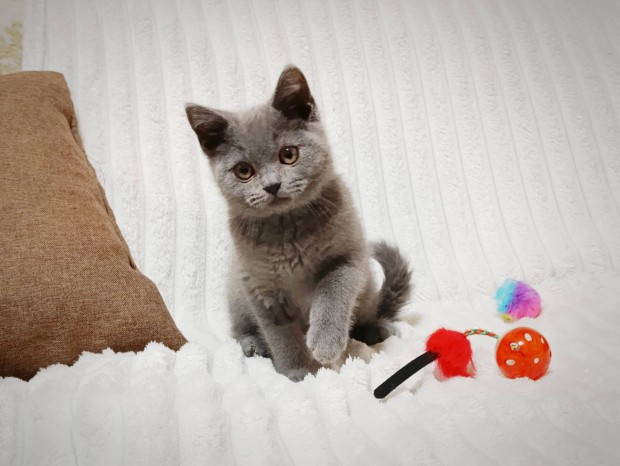 Brit r�vidsz�r� cica