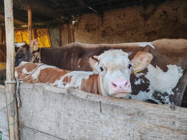 Brown swiss keresztezett tehn magyar tarka borjval egytt elad 