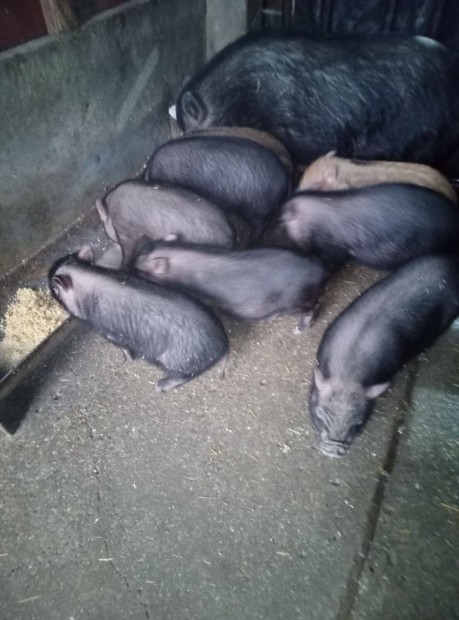 Budapesten,10 hetes kismalacok elad�k!