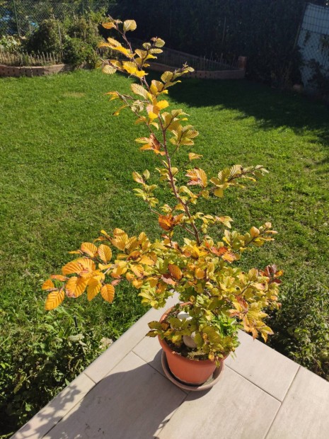 Bkkfa Bonsai Sopronbol