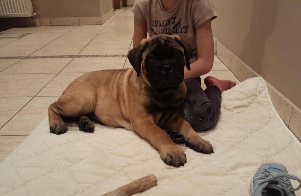 Bullmastiff ( bullmasztiff ) tkv-es kan kiskutya elad Pest megyben