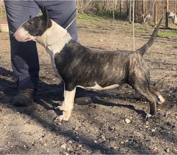 Bullterrier szuka elad