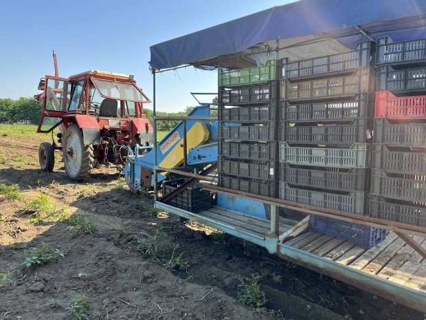 Burgonya komb�jn elad�