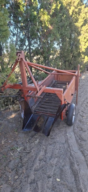 Burgonyarz, burgonyaszed 