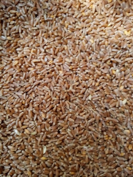 Búza (takarmánynak) eladó