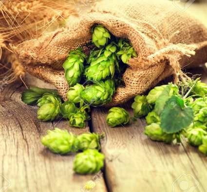 CITRA Komló pellet 100g (706)