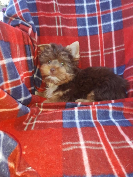CSOKI Színű Yorkshír Terrier Jellegű Kisfiú