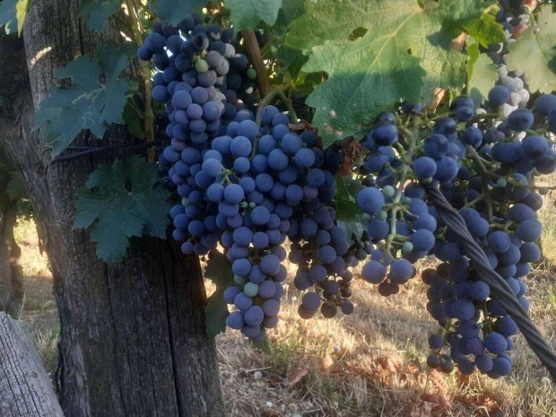 Cabernet Sauvignon szl elad (Szekszrd)