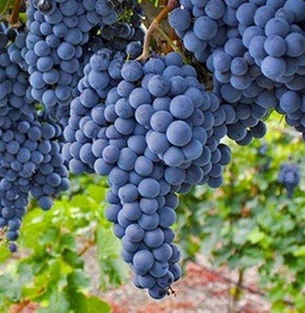 Cabernet sauvignon szl elad