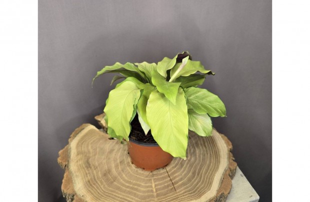 Calathea Yellow Fusion