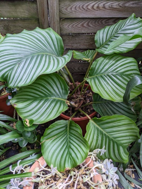 Calathea elad