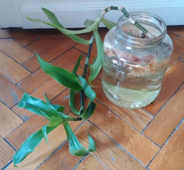 Callisia fragrans szoban�v�ny gy�gyn�v�ny