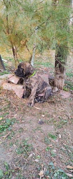 Canario Presa(Kanri szigeteki ) kicsik,rkbe fogadhatk!