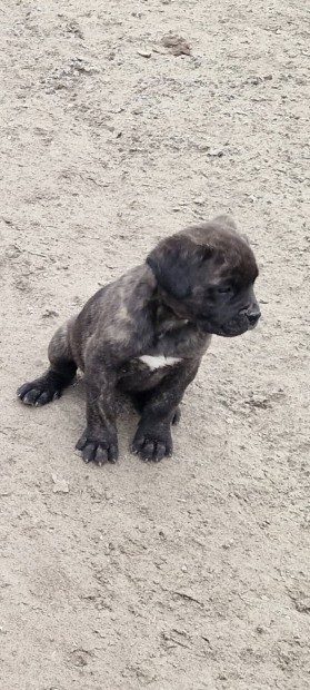 Cane Corso fajta jelleg kiskutyk rkbe fogadhatk 