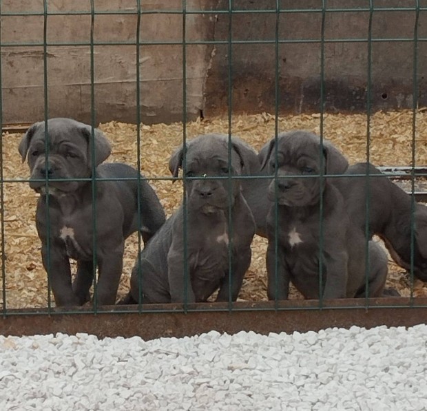 Cane Corso fajtatiszta jelleg kiskutyk eladk