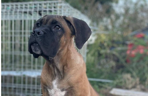 Cane Corso fulvo szuka Egszsggyi garancival elad tenyszttl