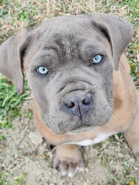 Cane Corso kiskutya