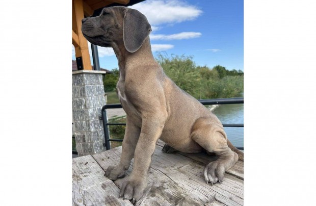 Cane Corso kiskutyk