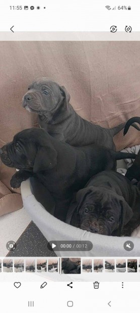 Cane Corso kiskutyk eladk