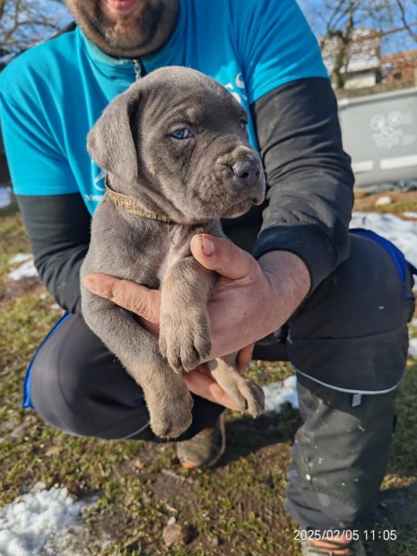 Cane Corso kiskutyk ingyen elvihetk,rkbefogadhatk!