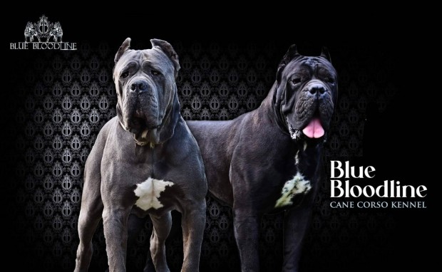 Cane Corso kiskutyk(szerzdtt gyfl hrdets)