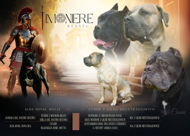 Cane Corso klykk garancival EUCH, WCH vonalbl tenyszttl eladk