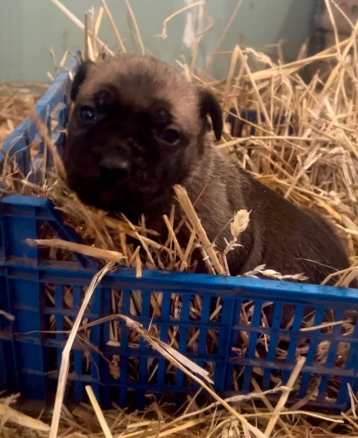 Cane Corso klykk garancival EUCH, WCH vonalbl tenyszttl eladk