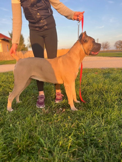 Cane Corso szuka