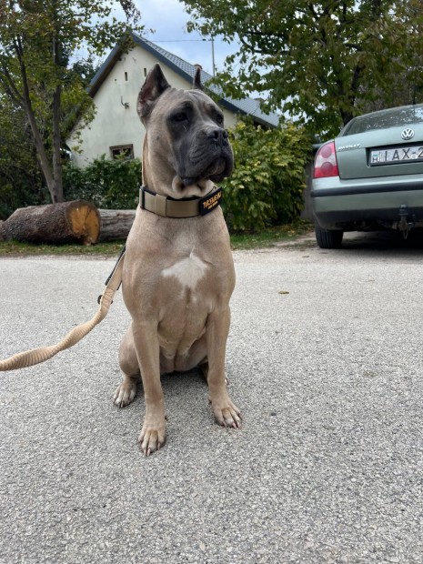 Cane Corso szuka