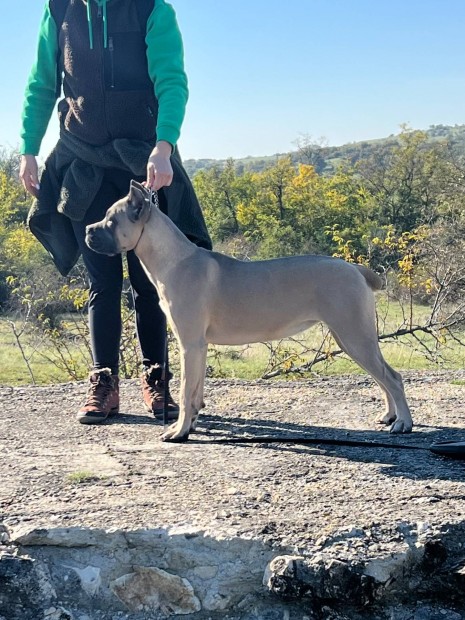 Cane Corso szuka