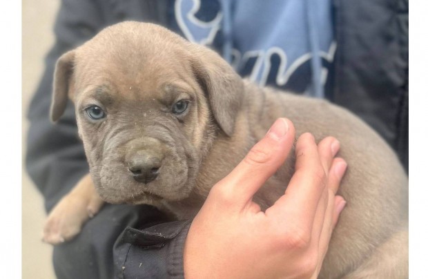 Cane Corso szuka klyk EUCH, WCH skkel elad garancival