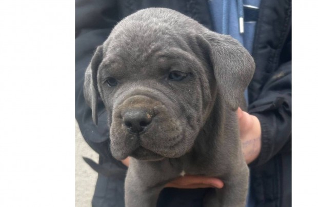 Cane Corso szrke klyk Euch, Wch vonallal garancival elad