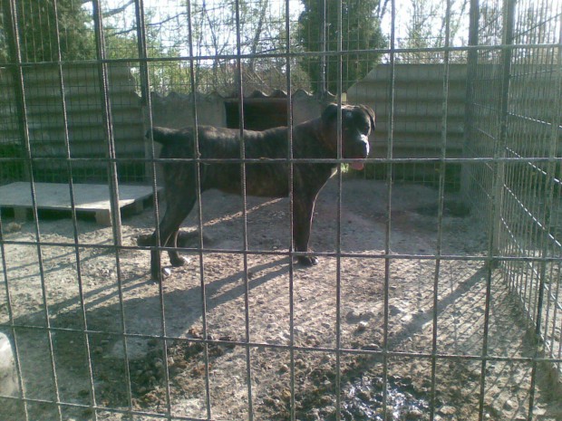 Cane corso fajtajelleg szuka ingyen elvihet