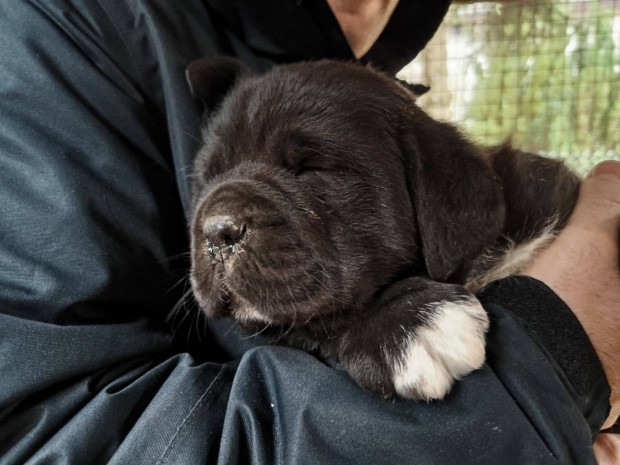 Cane corso fajtatiszta jelleg kiskutyk