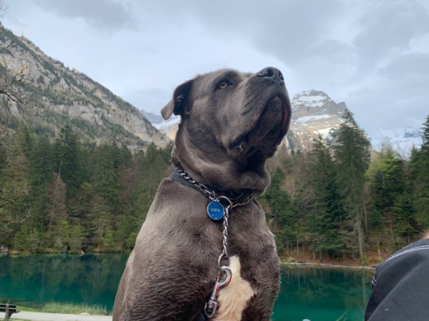 Cane corso jellegű kiskutyák ingyen elvihetőek