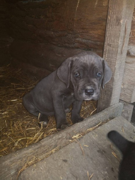 Cane corso jelleg klykk 