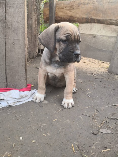 Cane corso jelleg klykk 