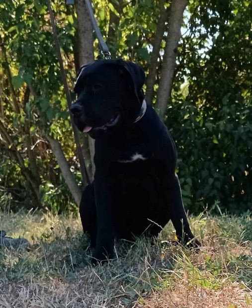 Cane corso klyk