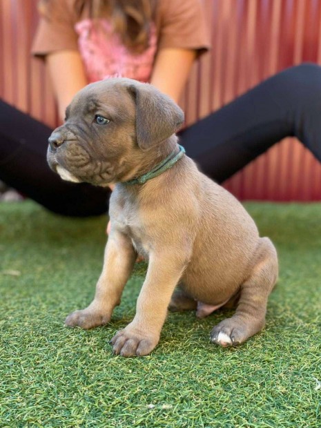 Cane corso klyk