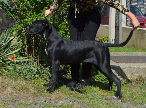 Cane corso nvendkek eladk