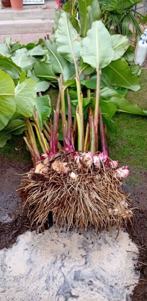 Canna Musifolia Grande