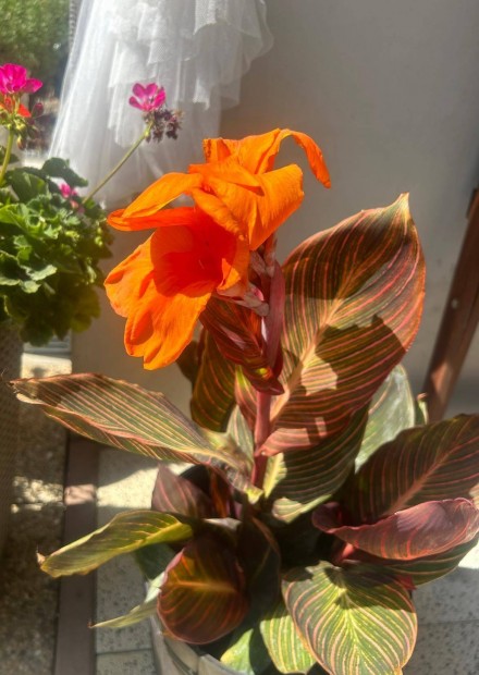 Canna durban