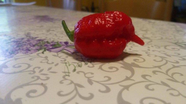 Carolina Reaper chili mag elad